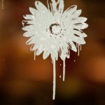 Music and Entertainment Photography by Chris Martin